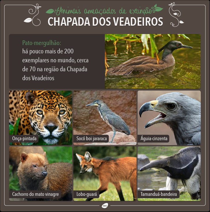 animais chapada