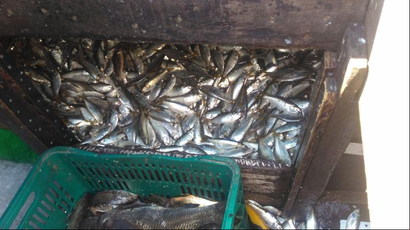 Todo o pescado apreendido foi distribuído em uma comunidade na zona portuária do rio